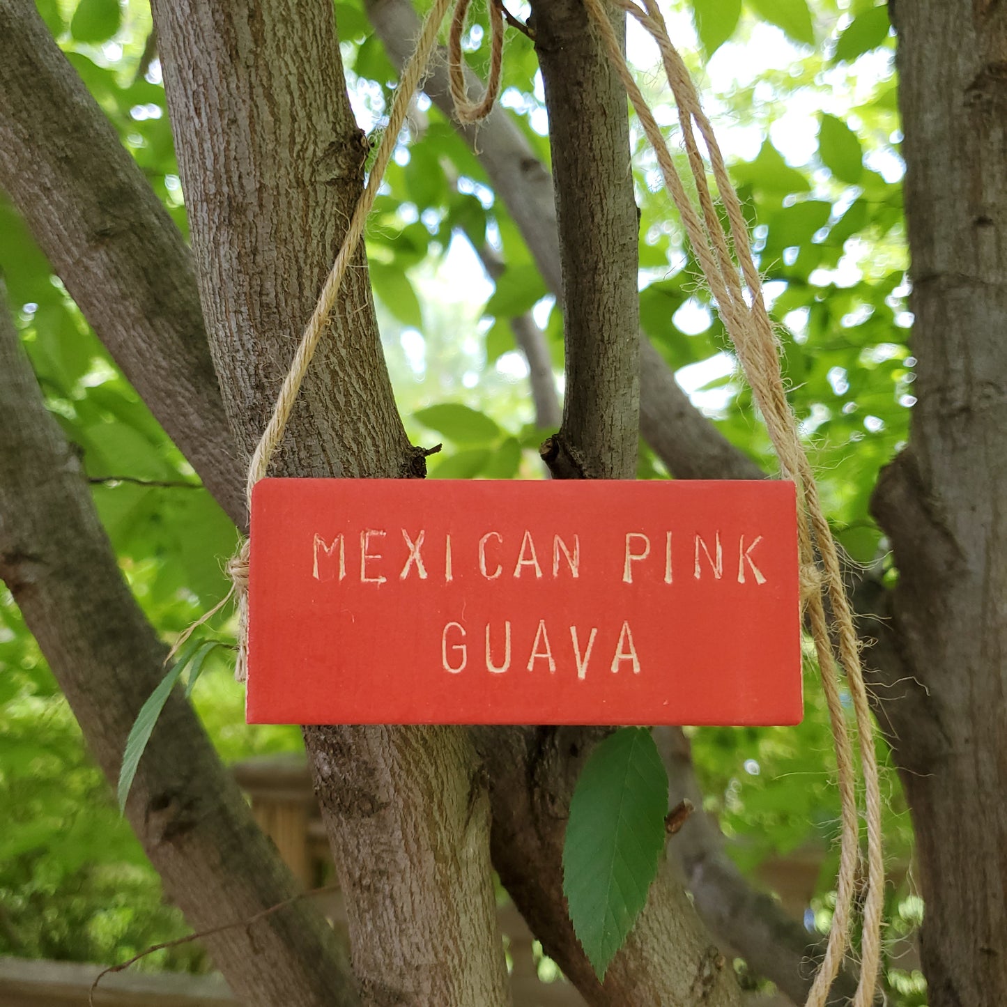 Mexican pink guava tree marker on a branch