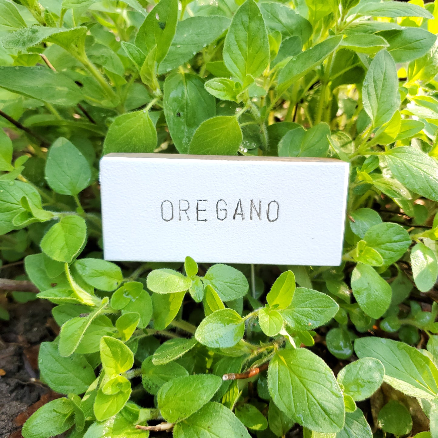 rustic white plant tag with oregano herb name