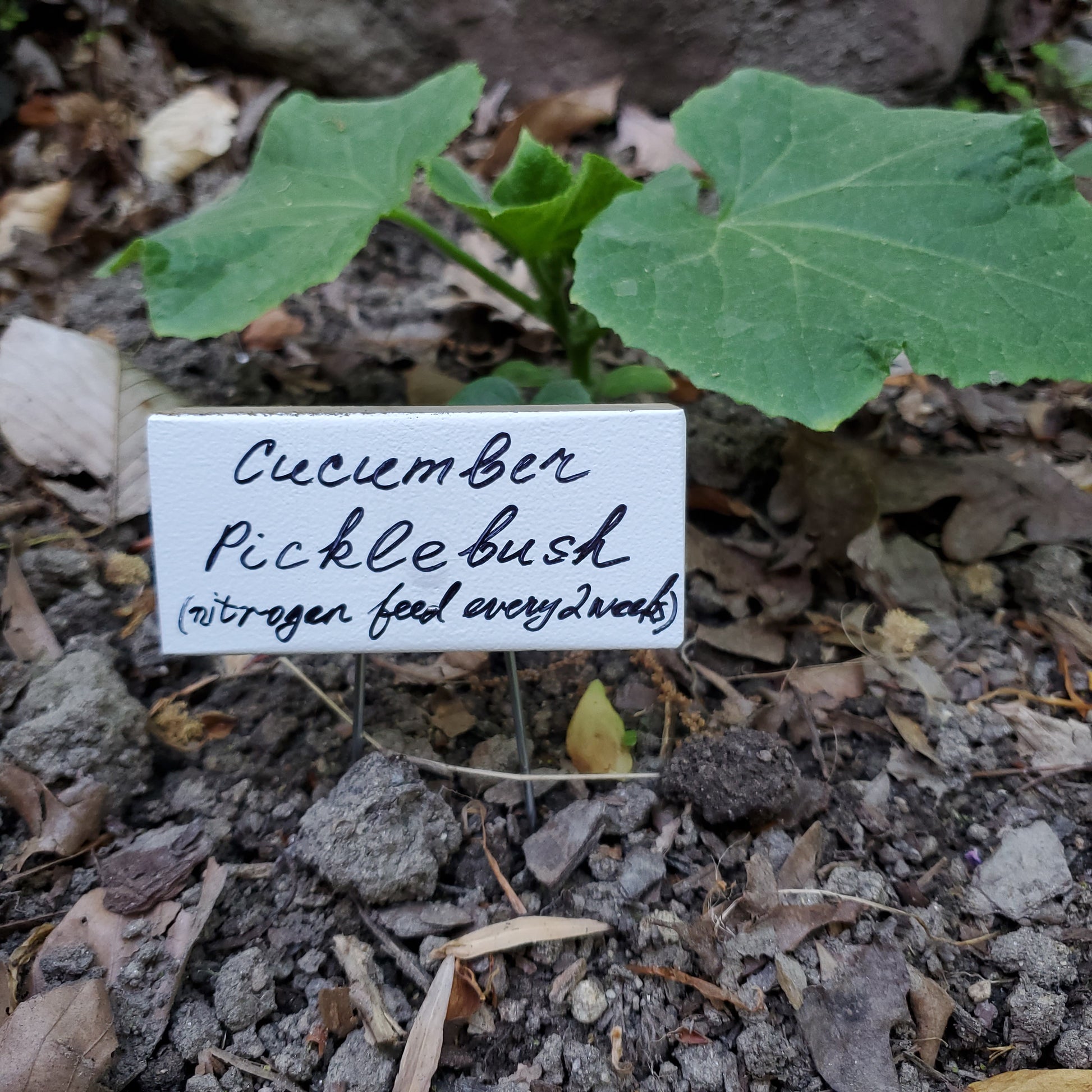 white garden plant marker next to cucumber 