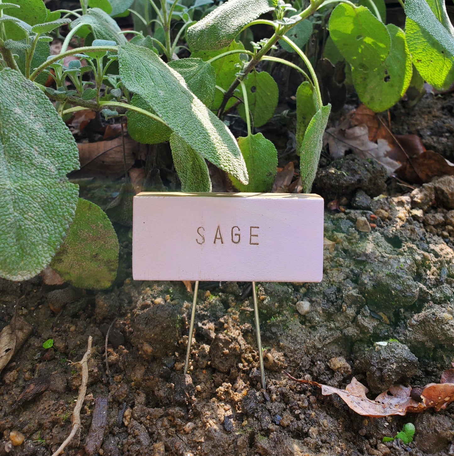 lilac plant tag with steel pins