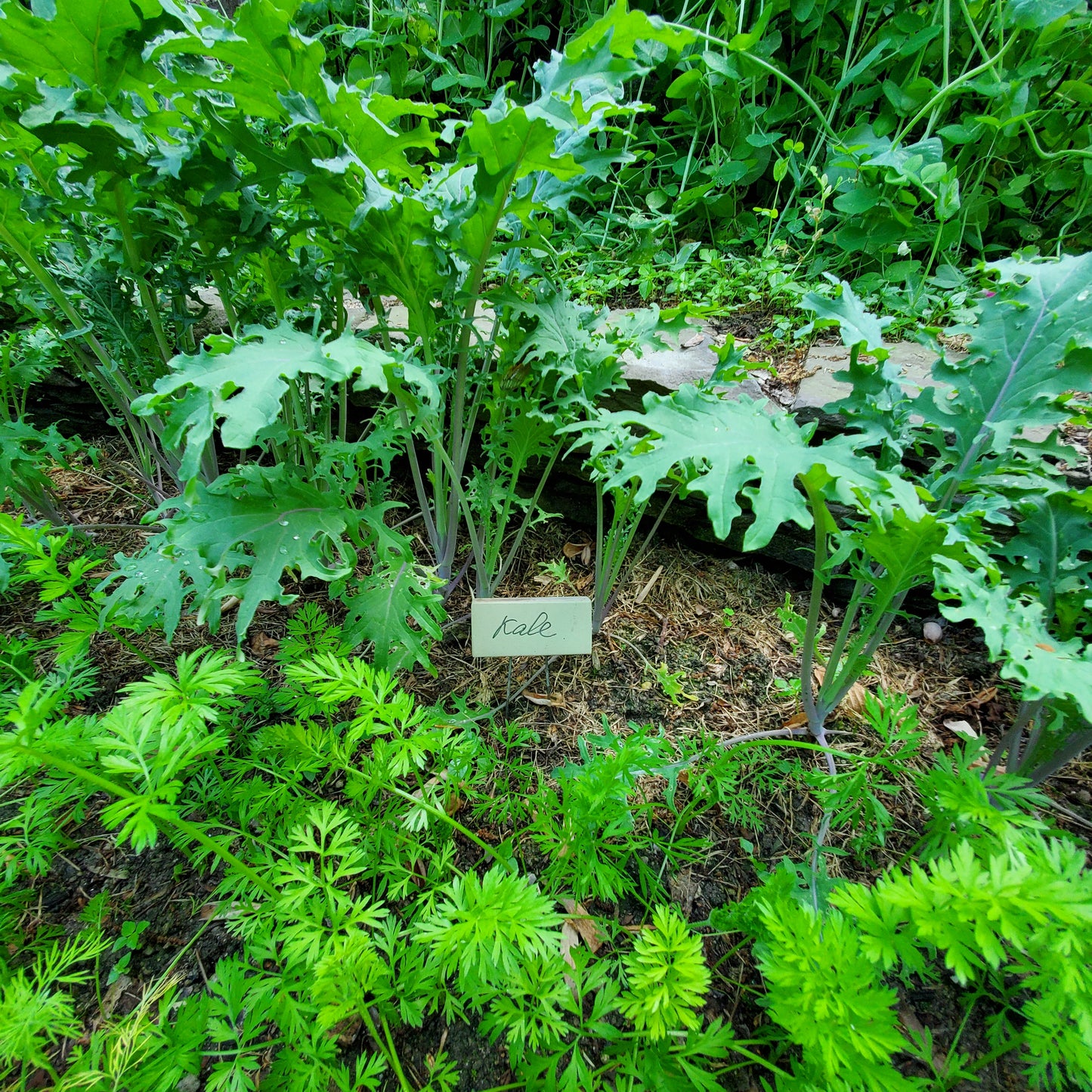 plant label in the garden bed