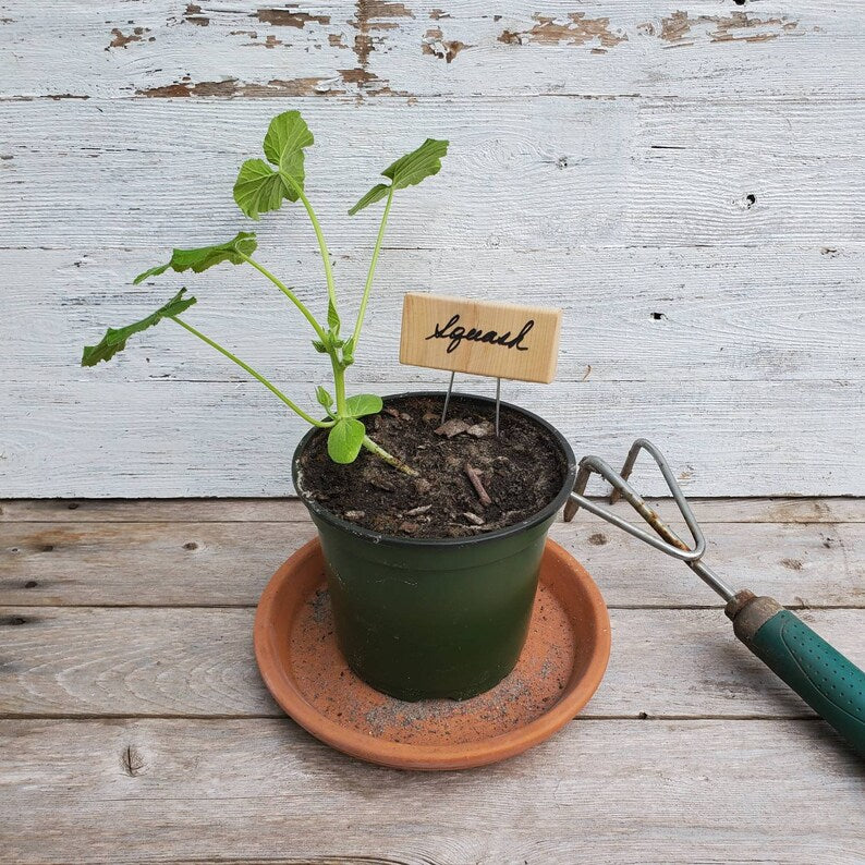 blank garden plant tag in pot with squash plant