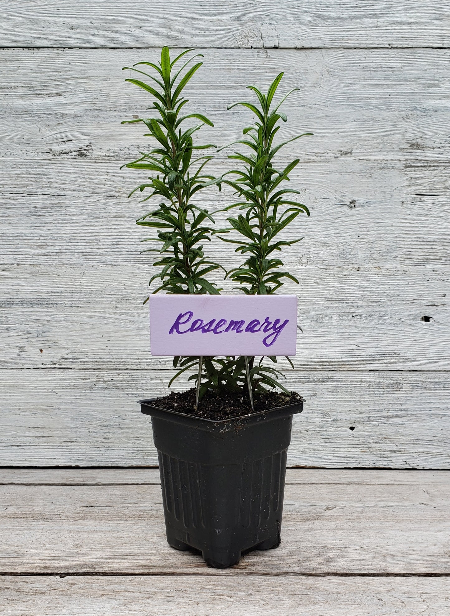 lilac plant marker sign in the pot with rosemary plant