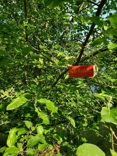 red tree marker on an apple tree branch