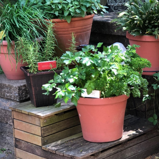 garden markers in pots