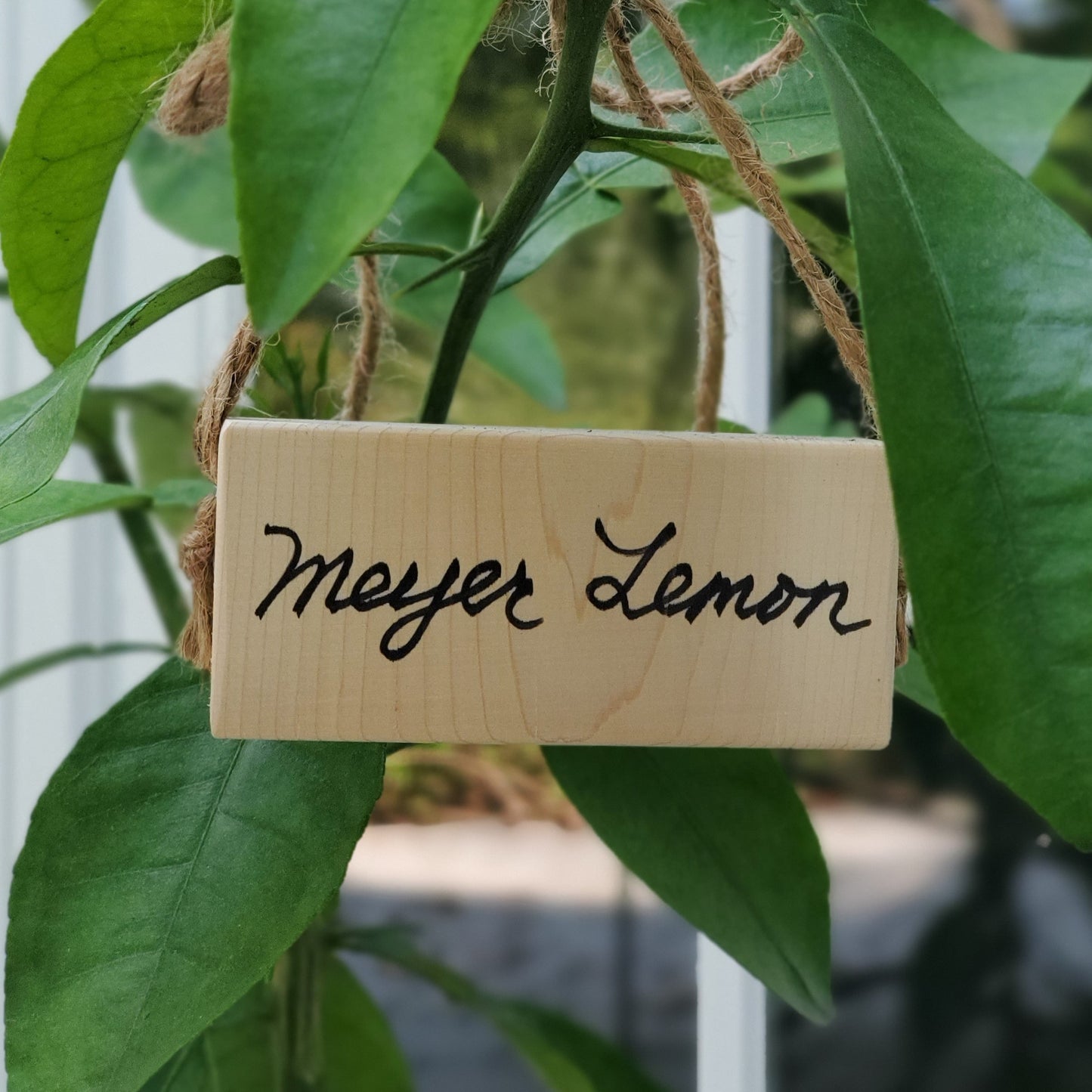 wooden tree tag on a lemon tree branch